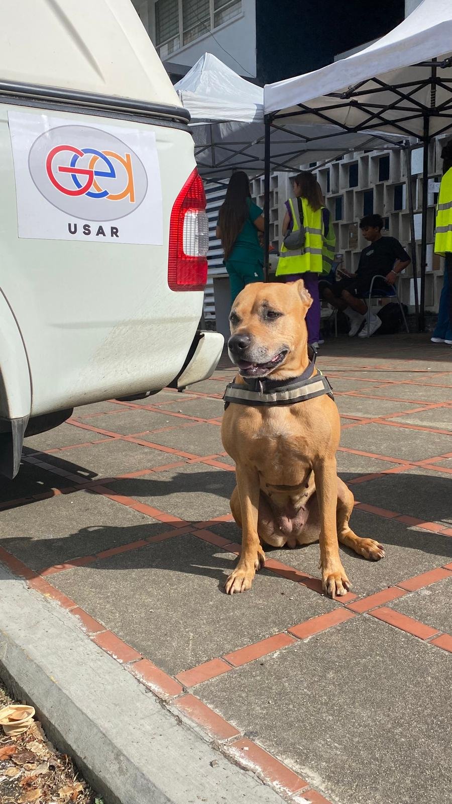 Nala, perrita bombera del Ayuntamiento de Alicante en Venezuela Imagen: GEA 2 Julio 2026